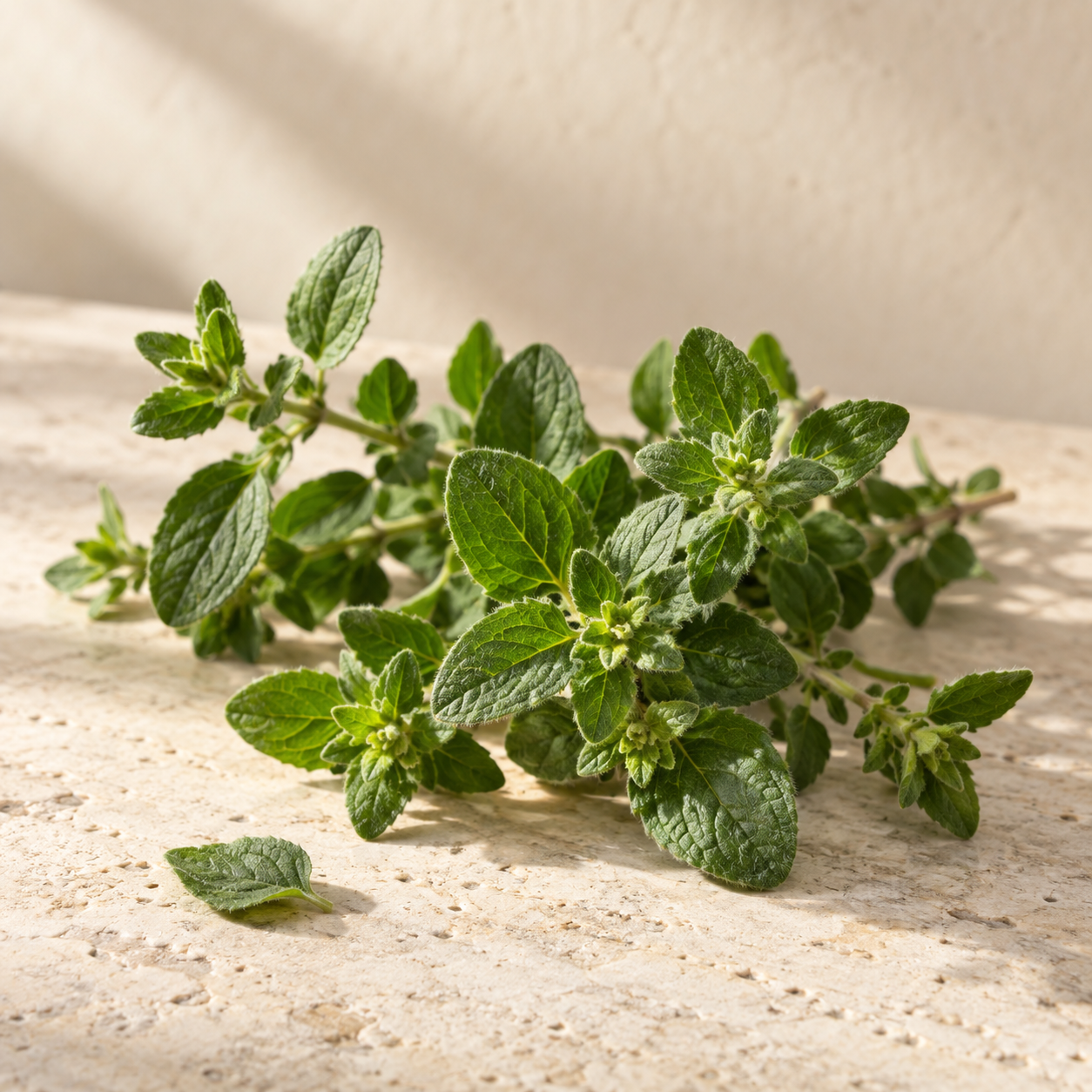 Oregano als Duftmotiv